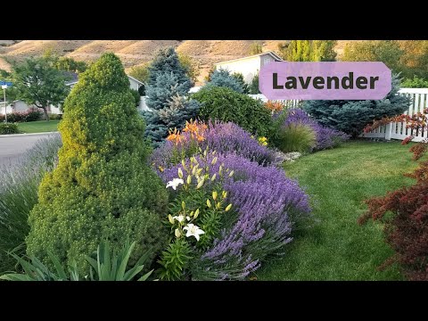 image-Is there a such thing as red lavender?