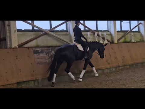 ***Tolle Staatsprämienstute v. Donier Mit Qualität und Charakter!*** 2020*