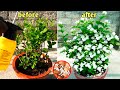 Prepare Of Mogra Jasmine Like This For Uncountable Flowers