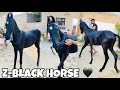 Horse Video New Video Z BLACK HORSE Horse Meeting