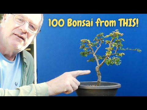 Discover the Secret: Chinese Elm is Your Ideal Bonsai Tree
