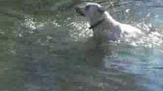 preview picture of video 'Dogs Swimming in Lake Pueblo'