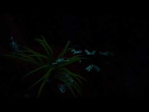Scorpions Under A UV Light