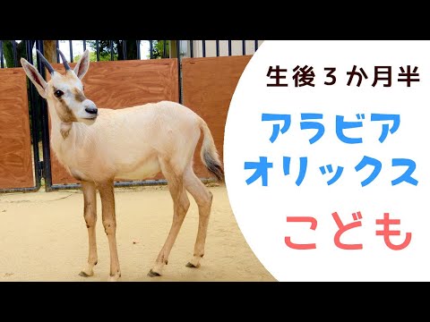 IUCN分類における絶滅の危険性を示す図。