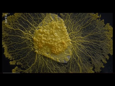 Der Blob-Intelligenz ohne Gehirn (ARTE Doku Reupload)