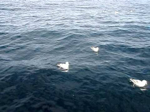 Turskaa Torsvågin edustalta 2011