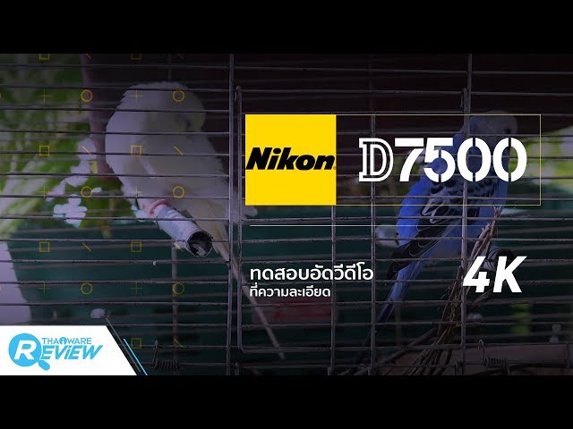   รีวิว คลิปวิดีโอ 4K ถ่าย จากกล้อง Nikon D7500 กล้อง DSLR ระดับกึ่งมืออาชีพ
