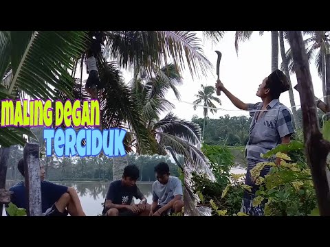 maling-kelapa-muda-tertangkap-ll-komedi-madura-maling-degan-tertangkap