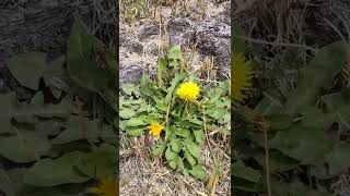 カンサイタンポポ　Taraxacum japonicum　2022/04/02