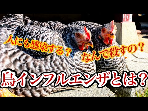 鶏の病気とその症状 - 感染性気管支炎
