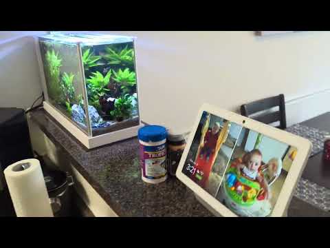 Fluval Spec V aquascape with Shrimp, Chili Rasboras and Pigmy Corydoras.