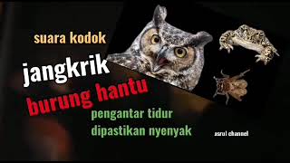 Download lagu suara kodok jangkrik dan burung hantu pengantar tidur dipastikan tidurnya nyenyak mp3