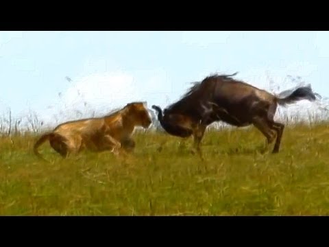 download lagu mp3 mp4 Wild Beast, download lagu Wild Beast gratis, unduh video klip Wild Beast