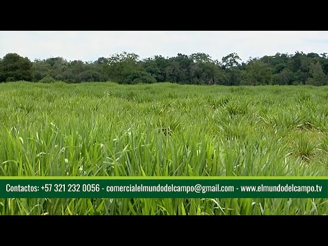 26 ENE   CAP 1   PASTURAS PAPALOTLA FINCA GANADERÍA YARUMA   SABANA DE TORRES   SANTANDER