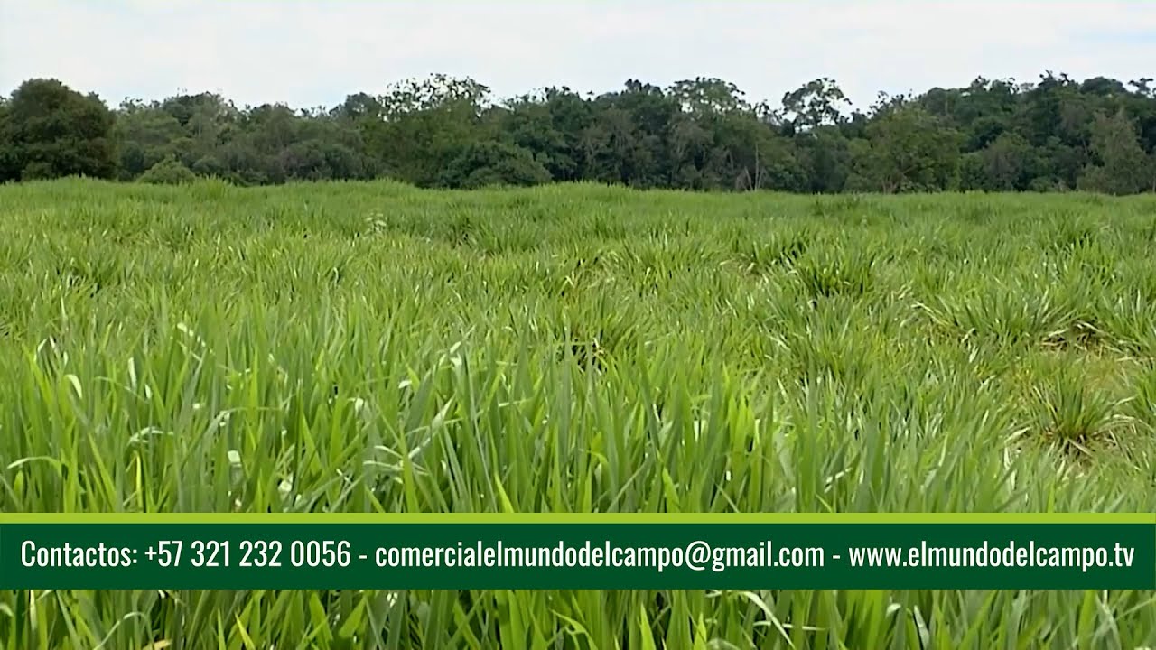 26 ENE   CAP 1   PASTURAS PAPALOTLA FINCA GANADERÍA YARUMA   SABANA DE TORRES   SANTANDER