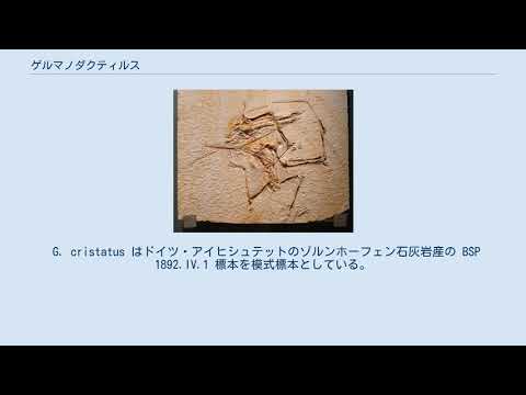 レプトダクティルス・ラティナサス