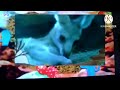 The Amazing World Kangaroo