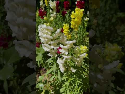 Flowers kin kin ko pasand ai? 😍 #najeebelum #travel #pakistan #nature #flowers