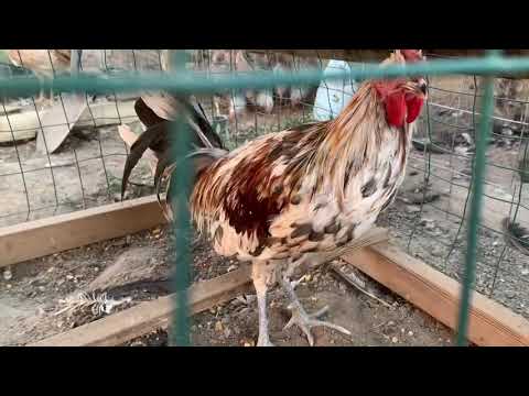 2019....Splash Mug Stag !