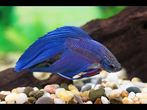 Betta Fish Tank