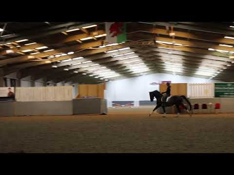 Sandro Hit gelding for sale