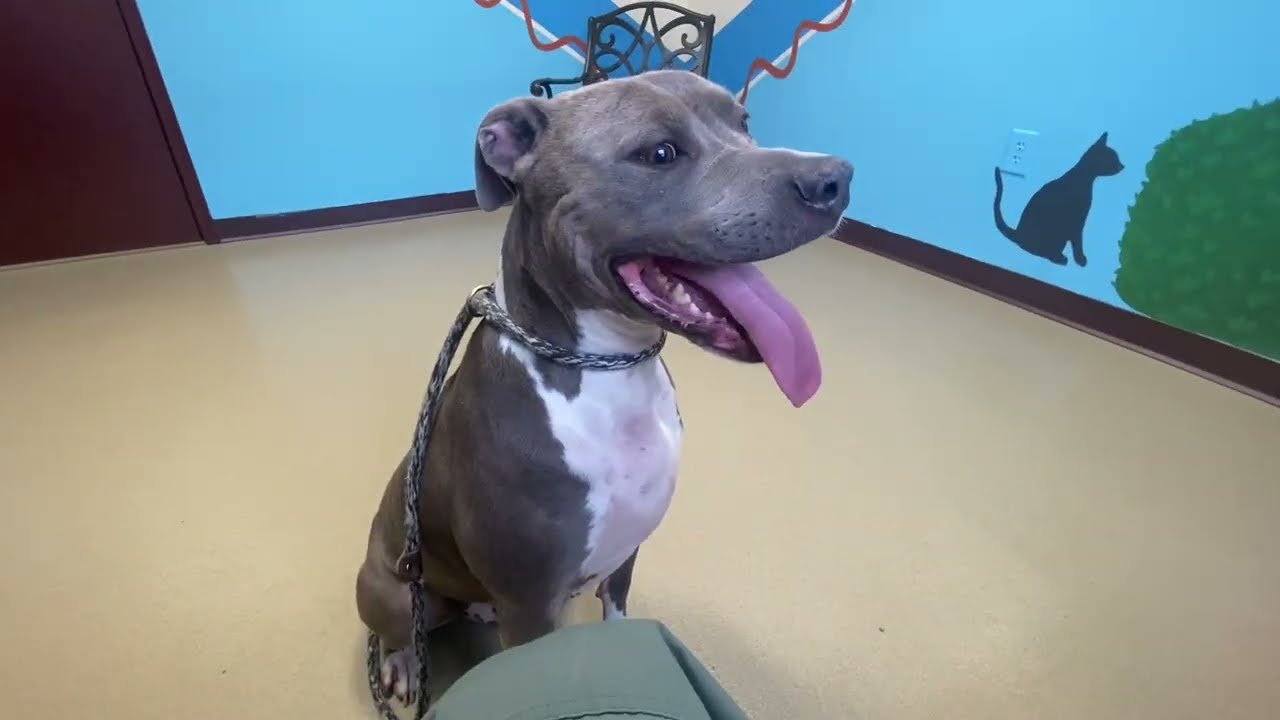 Enlarge Bronx #22418, a ADOPTABLE Pit Bull Terrier in Monroe, GA video 2/2