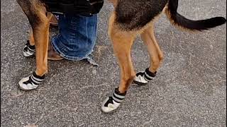 Dog wearing shoes at the rodeo