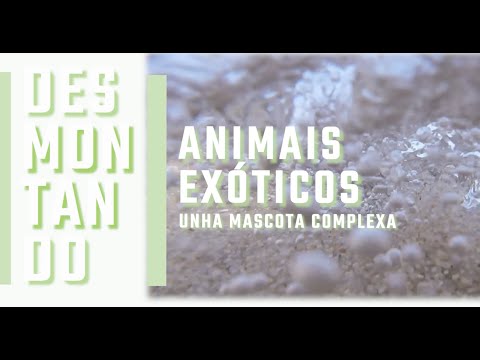 Vídeo: Animais exóticos, unha mascota complexa