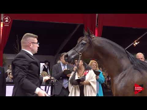 N.168 PITAWAL - Lier 2018 - 4-5 Years Old Stallions (Class 11)