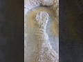 Oxbow Lake Formation Time Lapse