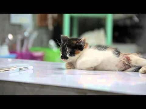 Give Rescue Cats a Safe Future