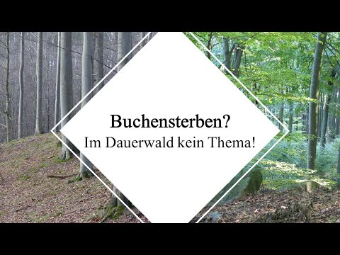Buchensterben durch Klimawandel? Im Dauerwald kein Thema!