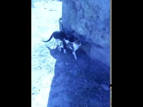 brother sister cat mating