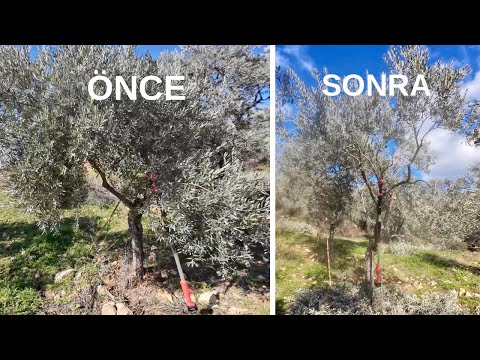 Memecik Zeytin Ağacı Nasıl Budanur?
