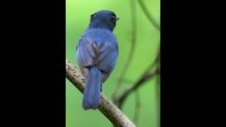 Download lagu tledekan bakau nyuling gacor❗ mp3 Download lagu tledekan bakau nyuling gacor❗ mp3