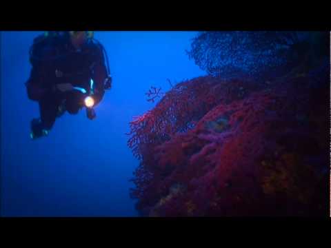 Lila Gorgonien, Trogir,Kroatien