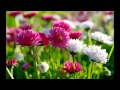 周杰伦Jay Chou - 菊花台Ju Hua Tai Chrysanthemum ...