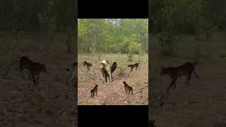 4 Cheetah And Elephant #shorts #cheetah #elephant
