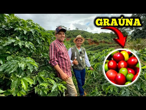 GRAÚNA COFFEE FARM, ONE OF THE BEST ARABICA COFFEE VARIETIES