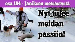 Osa 184 - Jäniksen ja rusakon metsästystä - 2021/2022