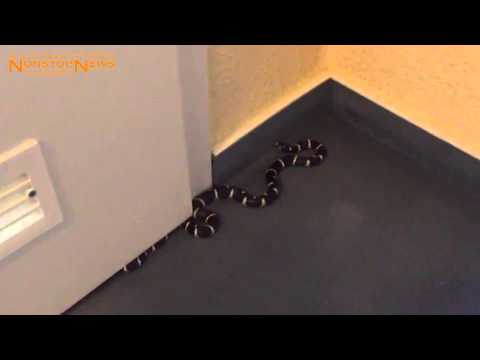 29.08.2015: Schlange erschreckt Rostockerin in eigener Wohnung