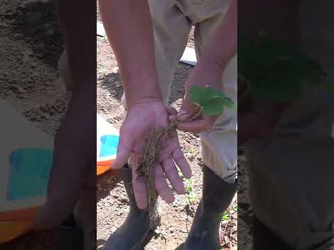 庭で育てるのに最適なイチゴの品種は何ですか?  庭園