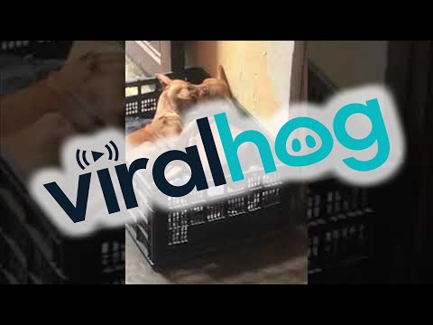 Dog Puts Entire Sisters Face in Mouth || ViralHog