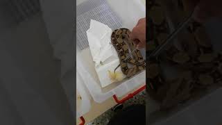 [問卦] 車子開到一半，裡有蛇怎麼辦？ = =