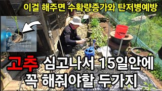 고추심고 수확량 2배 늘리려면 15일안에 꼭 해줘야하는 두가지!!#고추키우기 #고추재배 #고추탄저병 #고추살…