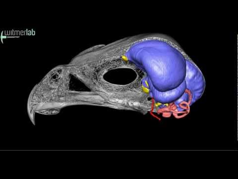 Sharp-shinned hawk: skull, brain endocast, & inner ear based on microCT scanning