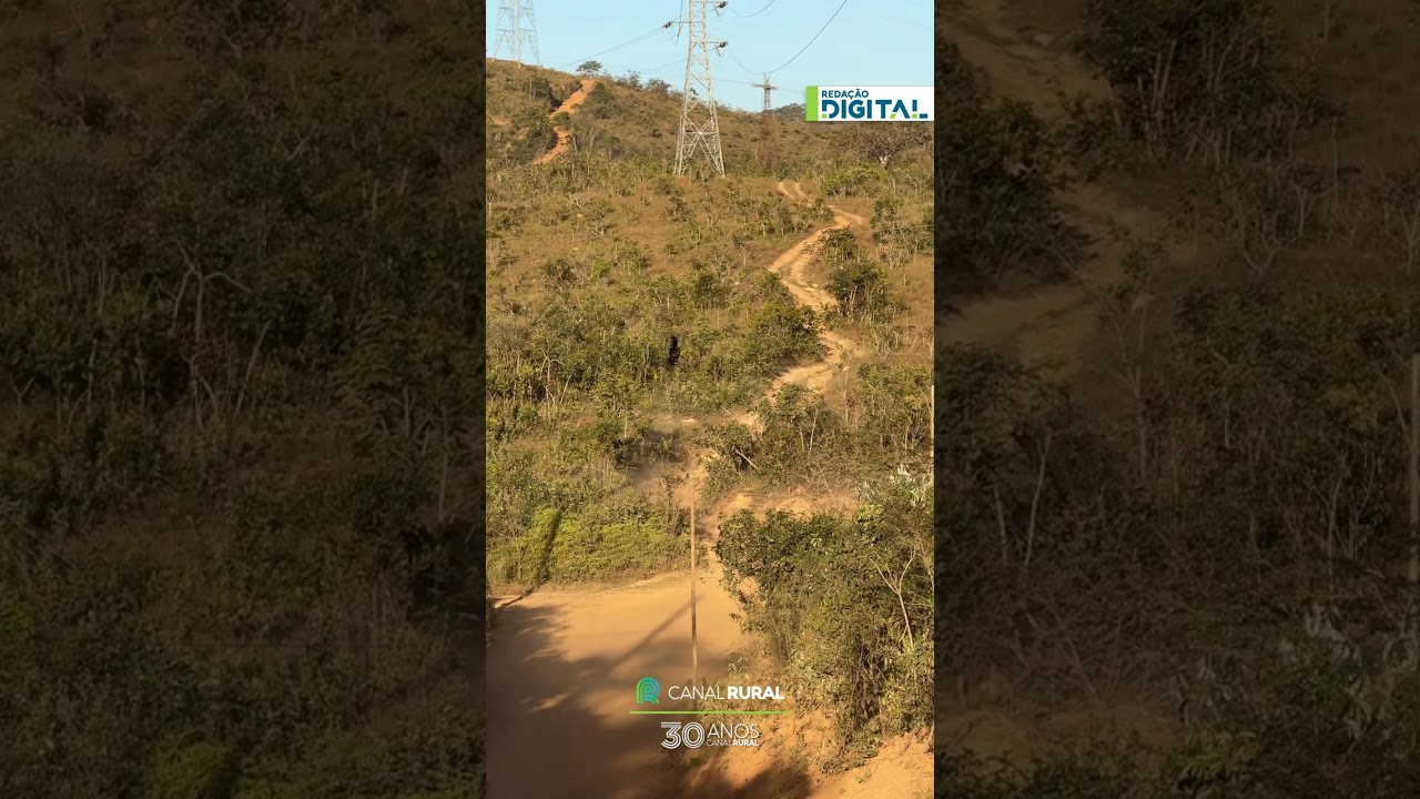 Cavalo 'Fenômeno' encanta internautas ao correr livremente em Minas Gerais