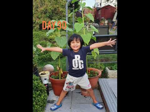 Ayam's Sunflower Project