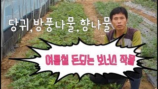 여름철 돈되는 보너스 작물은 ?  엽채류 재배 향나물 이태리 파슬리 당귀 방풍나물 귀농귀촌