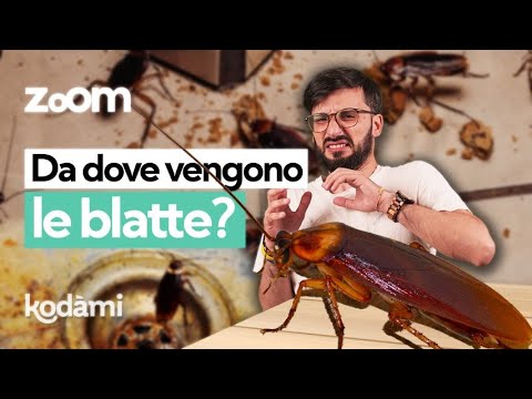 Are cockroaches really indestructible?